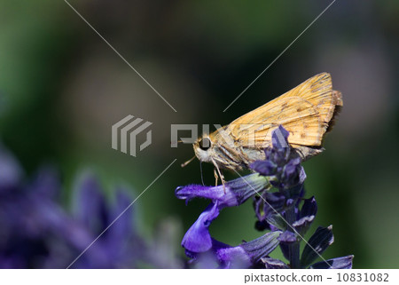 Kohigeseseri 10831082