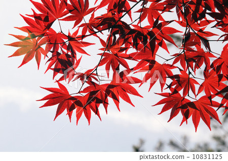 楓葉和天空 10831125