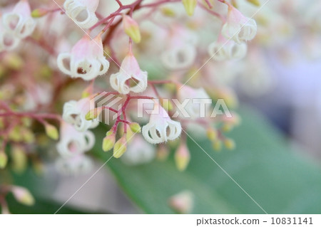 Ping-pong tree 10831141