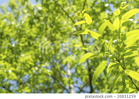 Fresh green of chestnut leaves 10831259
