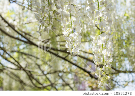 White wisteria flowers - Stock Photo [10831278] - PIXTA