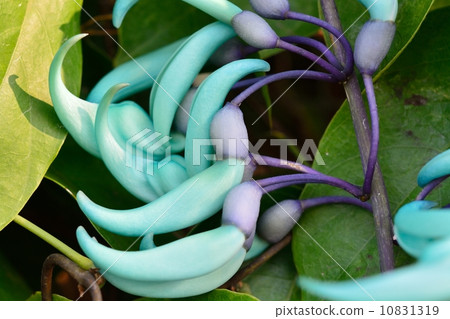 Honeysuckle Honeysuckle 10831319