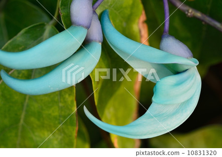 Honeysuckle 10831320