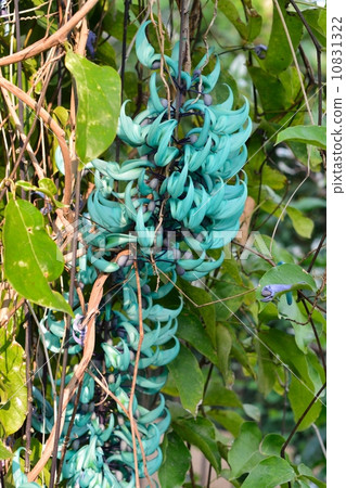 Honeysuckle 10831322