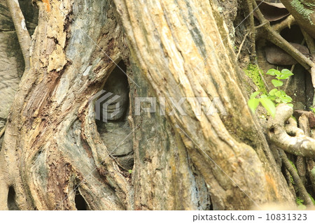 在再來一次tapprom樹的石雕象 在再來一次tapprom樹的石雕象 10831323