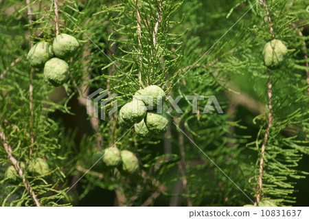 我的名字是Omori Pine Rakusho。另一個名字是Numazugi。 我的名字是Omori Pine Rakusho。另一個名字是Numazugi。 10831637
