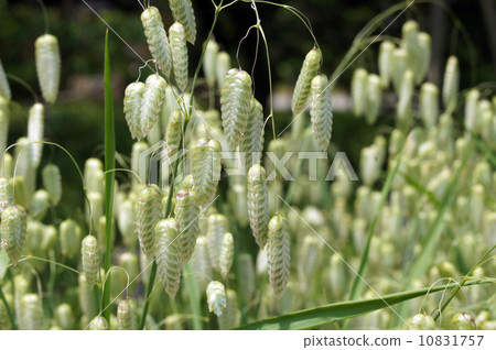 Madder beetle Madder beetle 10831757