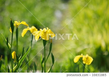Yellow iris in backlight 10831865