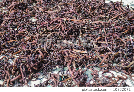 Spring drying 10832071