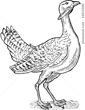 Great bustard bird drawing 10832090