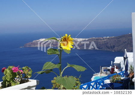 Sunflower of Santorini 10832130