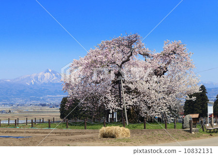 Yonezawa's Chitose Cherry Blossoms (Chitose Sakura) 10832131