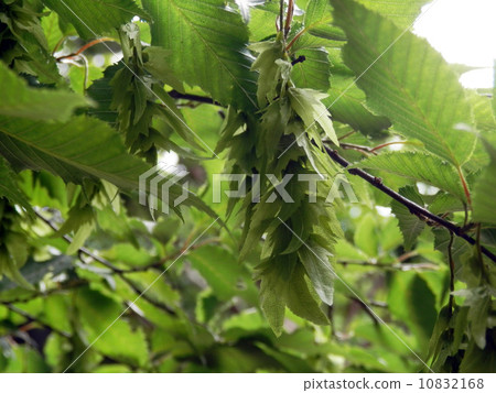 Acacia Acacia 10832168