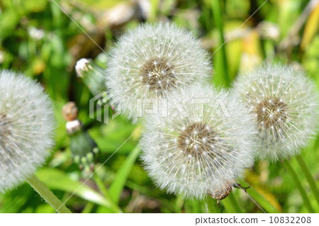  Dandelion 10832208