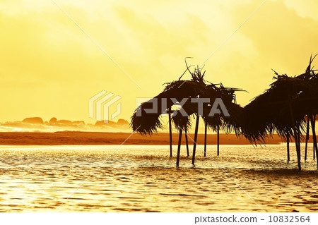 Golden sunset 10832564