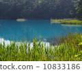 Swamp 10833186