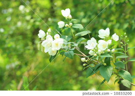 Baikutsugi snowball flowers 10833200