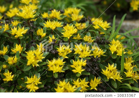 Alpine plants 10833367