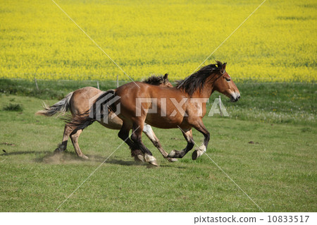 Two amazing horses running on spring pasturage Two amazing horses running on spring pasturage 10833517