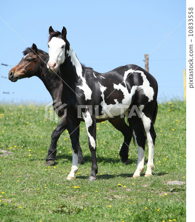 Nice paint horses on pasturage 10833558
