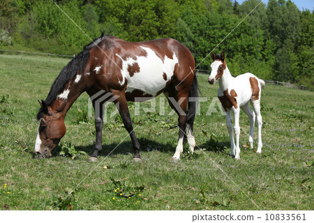Amazing foal with mare on pasturage Amazing foal with mare on pasturage 10833561