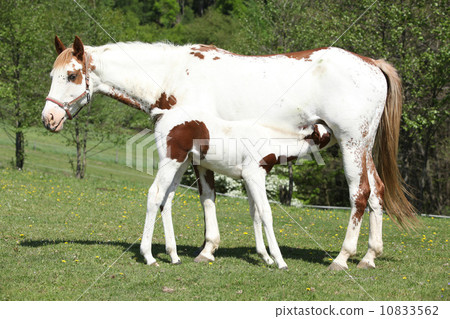 Amazing foal with mare on pasturage Amazing foal with mare on pasturage 10833562