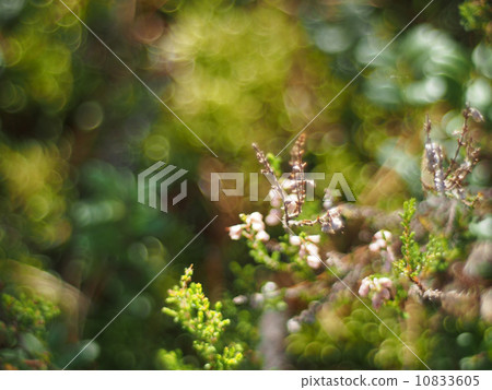 heather in the forest heather in the forest 10833605