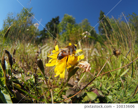 gadfly on flower gadfly on flower 10833606