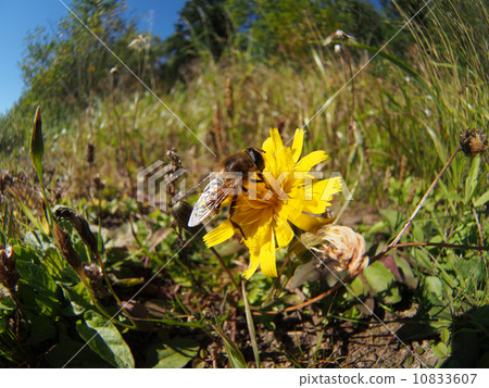 gadfly on flower gadfly on flower 10833607