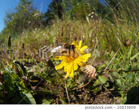gadfly on flower gadfly on flower 10833609