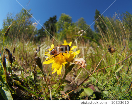 gadfly on flower gadfly on flower 10833610