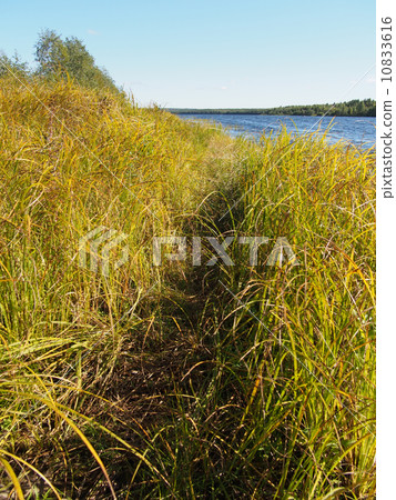 Lake in the summer 10833616