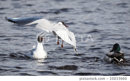 Gulls and duck in fight for food 10833660
