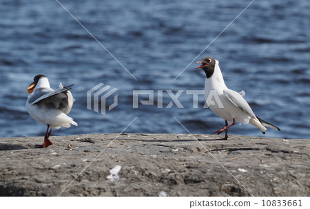Gull on the lake Gull on the lake 10833661