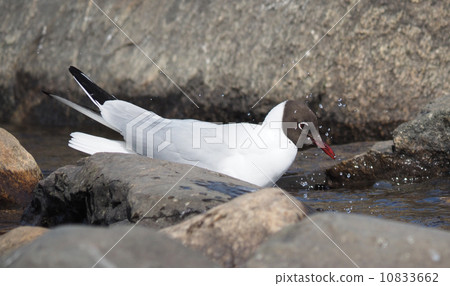 Gull on the lake 10833662