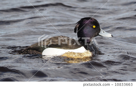 Tufted duck, Aythya fuligula 10833663