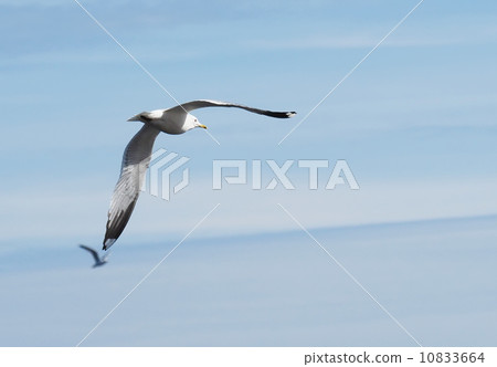 Gull on the lake 10833664