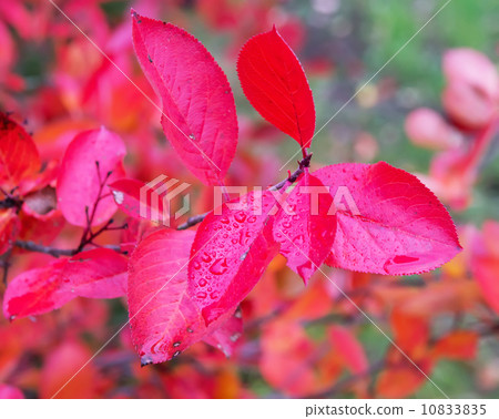 Aronia autumn leaves Aronia autumn leaves 10833835
