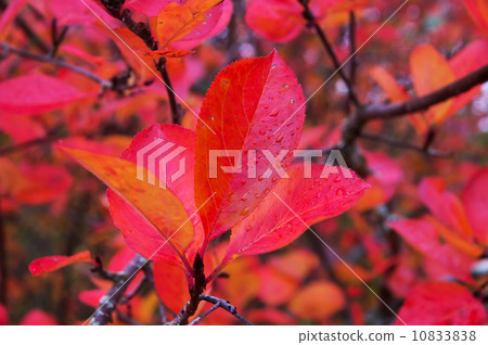 Aronia autumn leaves Aronia autumn leaves 10833838