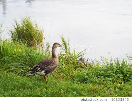 greylag 10833845