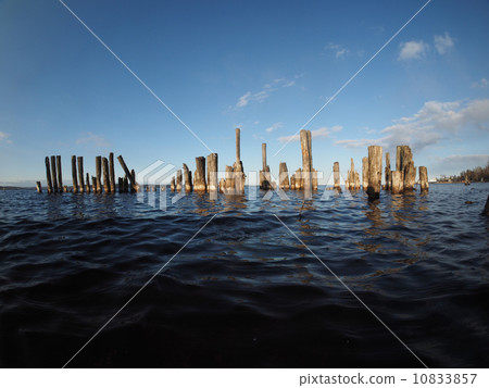 old piles in the lake 10833857