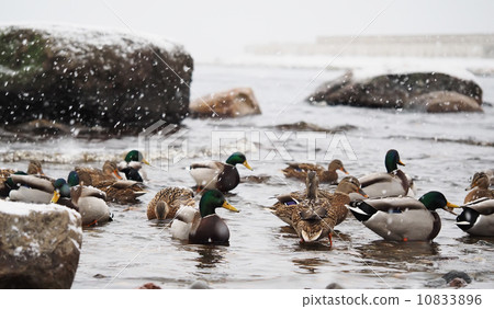 ducks on the lake in the snow 10833896