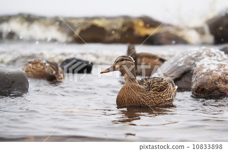 ducks on the lake in the snow ducks on the lake in the snow 10833898