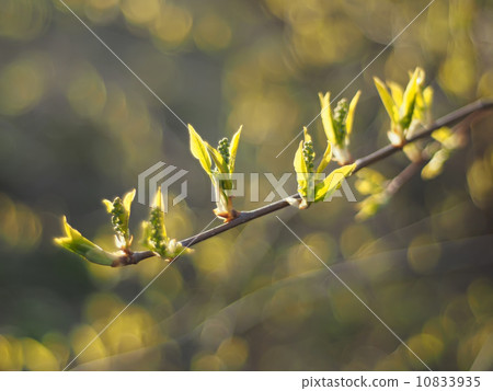 leaves of wild cherry in spring leaves of wild cherry in spring 10833935
