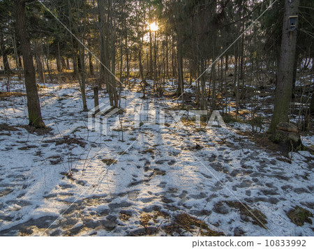 spruce forest in winter spruce forest in winter 10833992