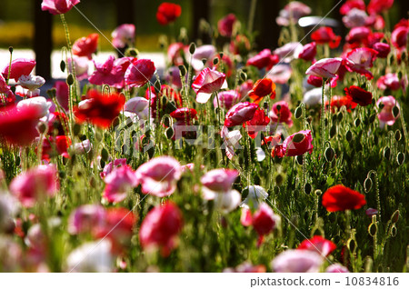 Poppy Poppy 10834816