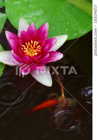 睡蓮 10834857