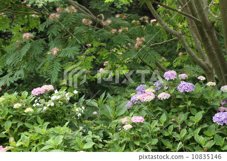 Harmony and hydrangea Harmony and hydrangea 10835146