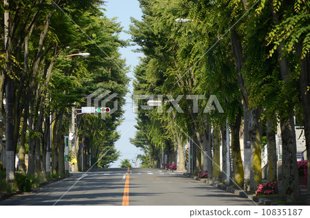 Zelkova trees in Aoba-ku 10835187