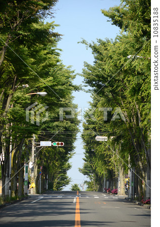 Zelkova trees in Aoba-ku Zelkova trees in Aoba-ku 10835188